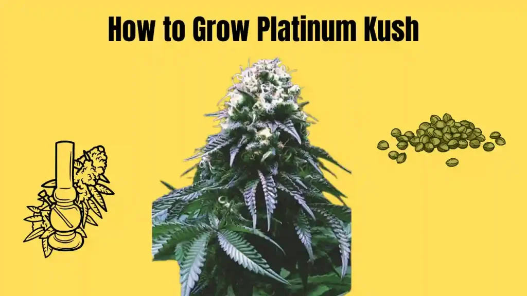 feminized cannabis seeds usa