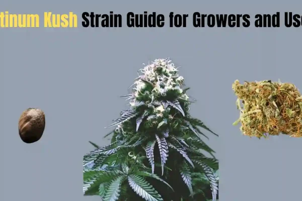 Platinum Kush Strain Guide for Growers and Users platinum kush strain