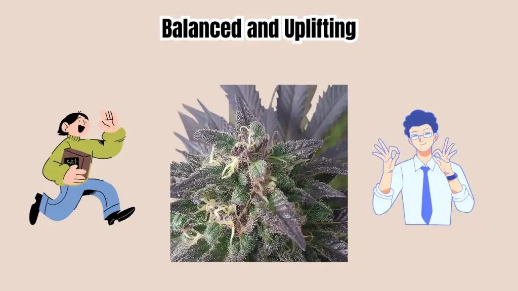 cannabis seeds usa