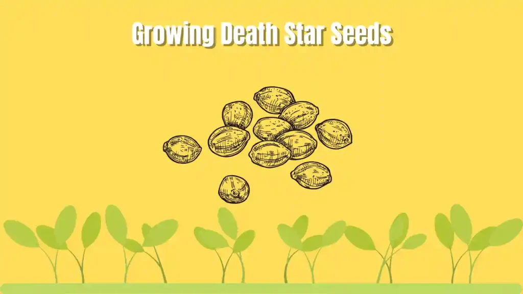 cannabis seeds shipping