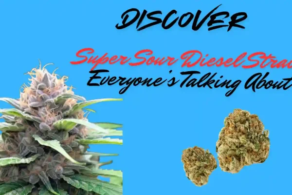 Discover Super Sour Diesel Strain Everyone’s Talking About super sour diesel